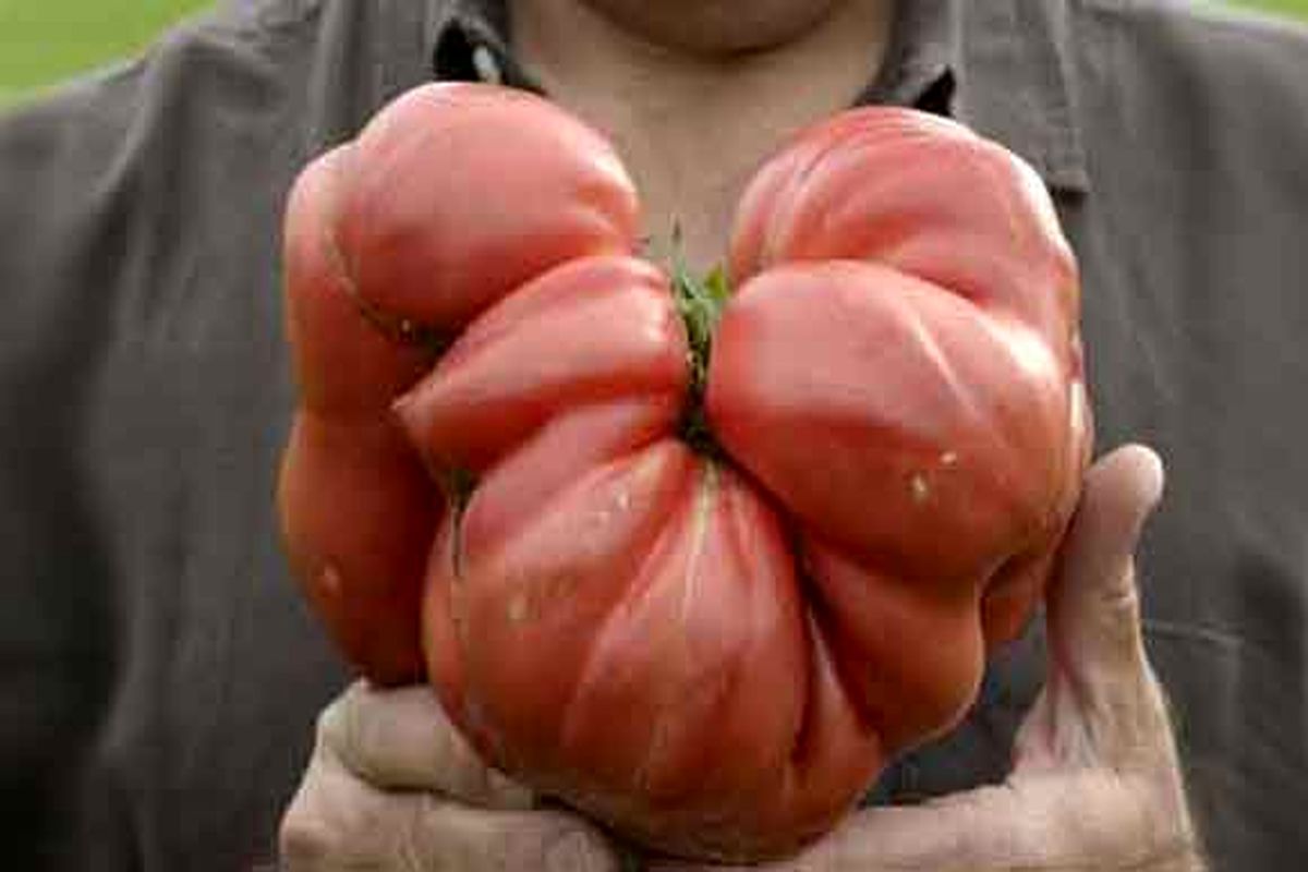 بزرگ ترین گوجه فرنگی دنیا گینس را شکست داد + عکس