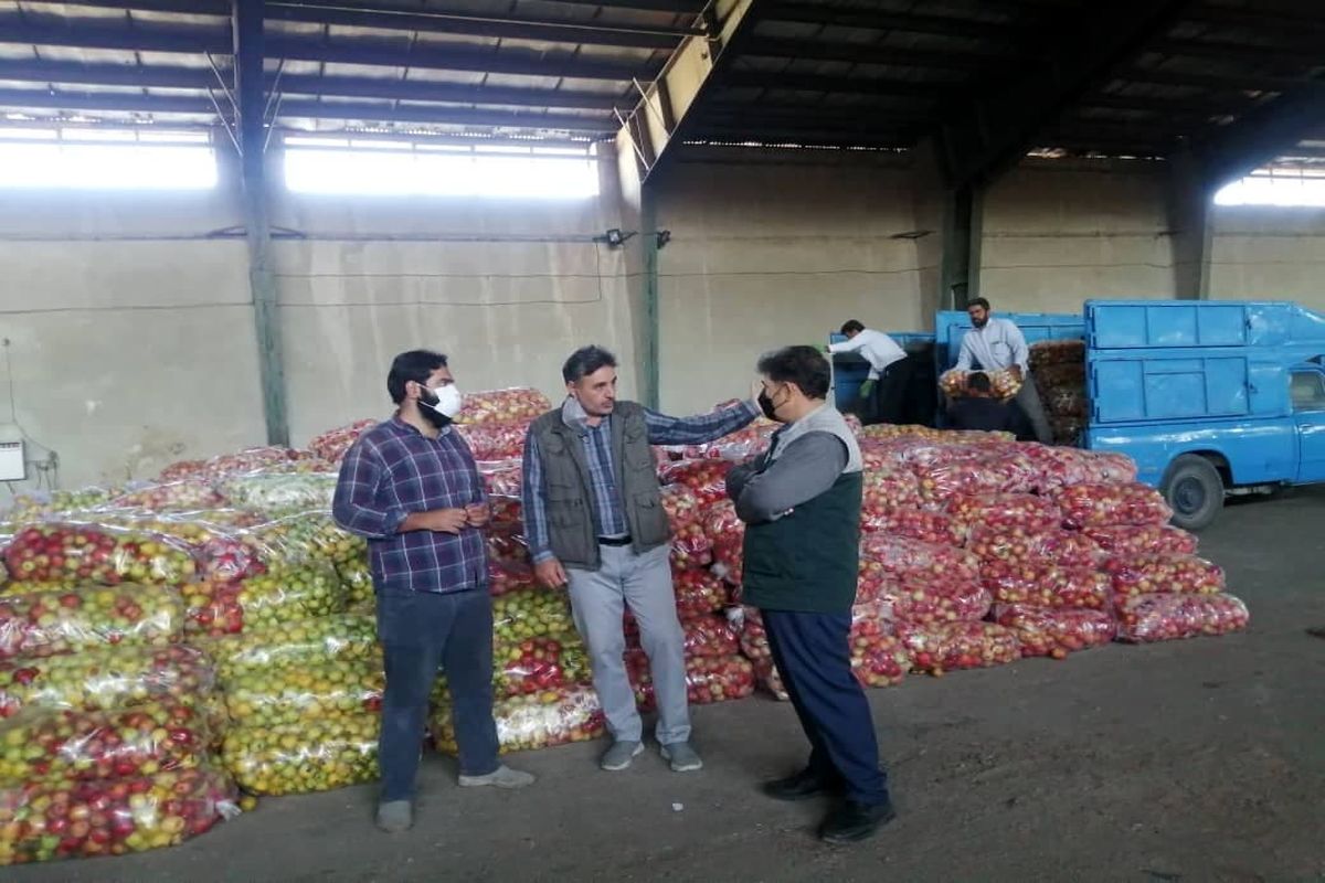 خرید تضمینی ۱۳۵۰ تن سیب صنعتی در شهرستان نقده