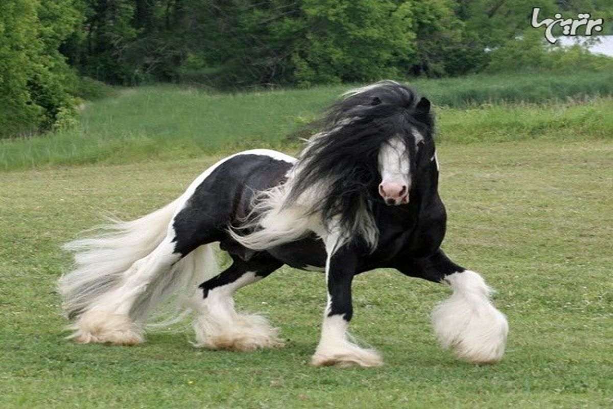 زیباترین اسب جهان+ عکس