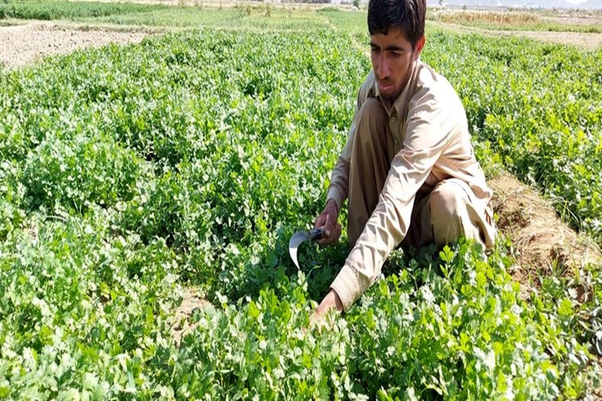 تولید ٣١۴ هزار تن انواع سبزیجات در سیستان وبلوچستان