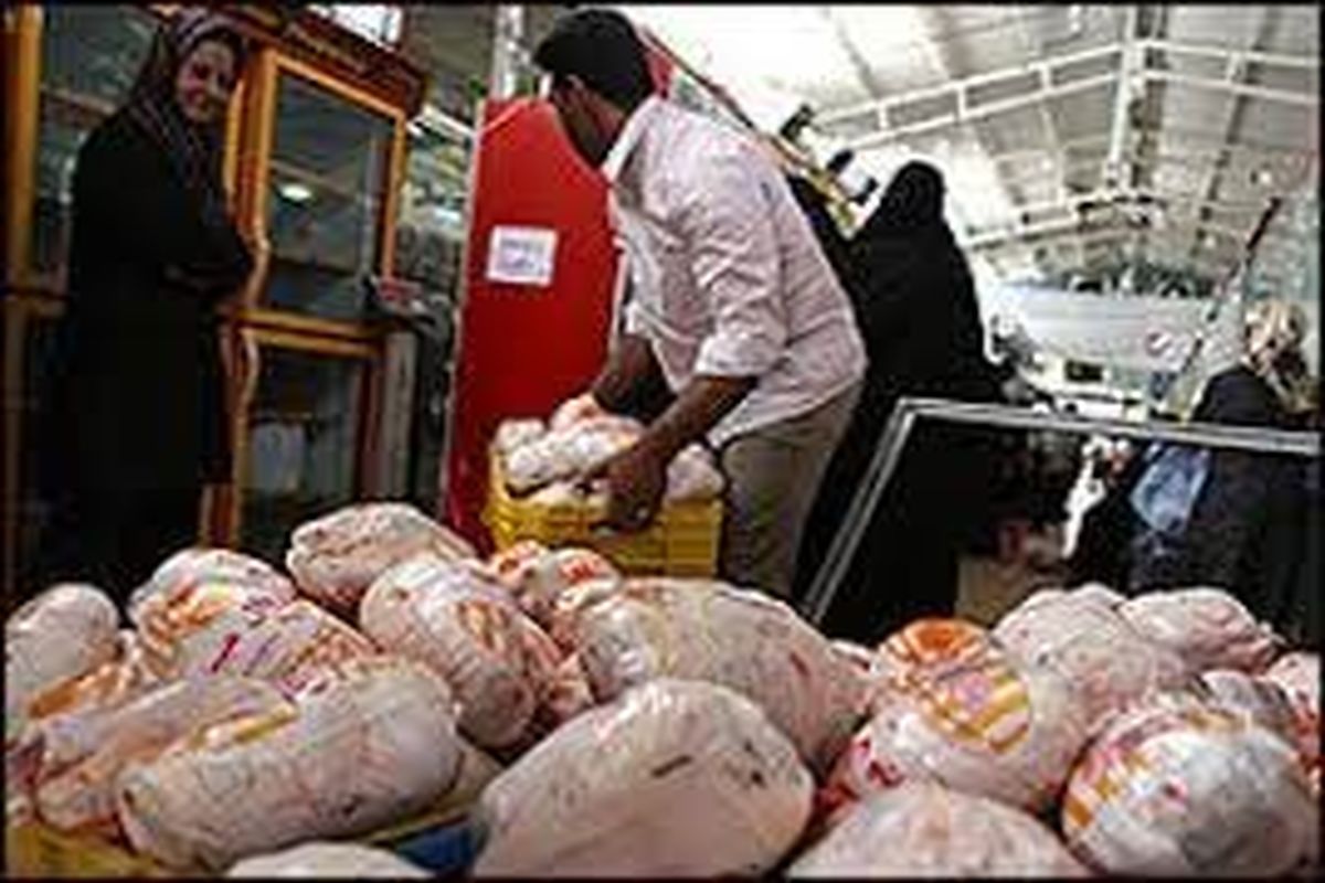 ۳ تن مرغ قاچاق در تاکستان کشف شد