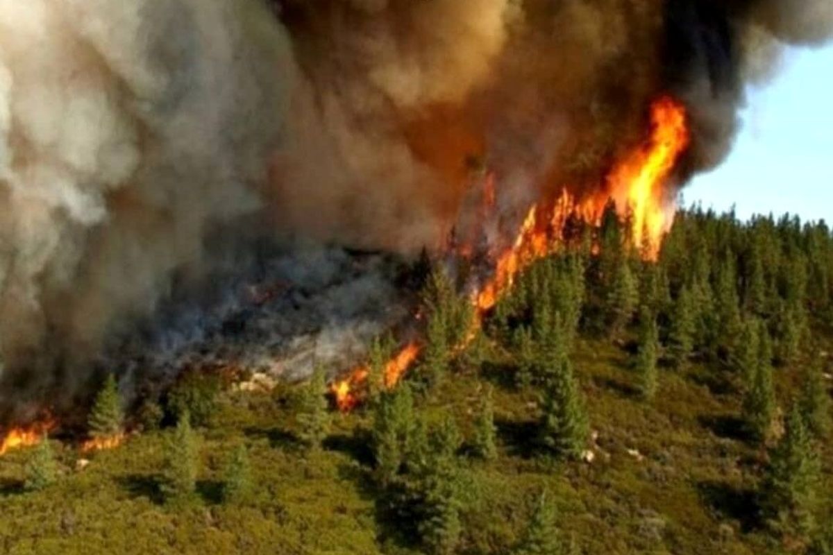 درخواست سازمان محیط‌زیست بر پیشگیری از وقوع آتش‌سوزی جنگل‌ها