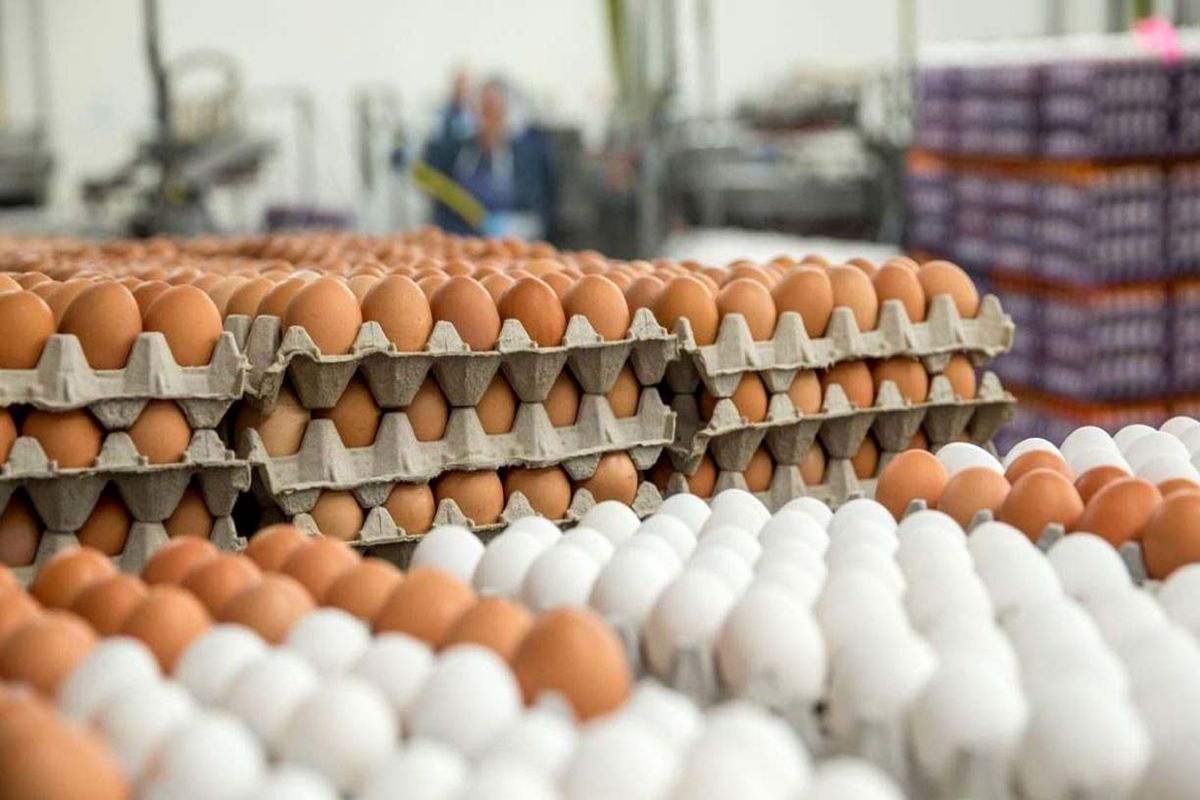 کشف نزدیک به ۴ تن تخم مرغ در میاندوآب موقع خروج از استان