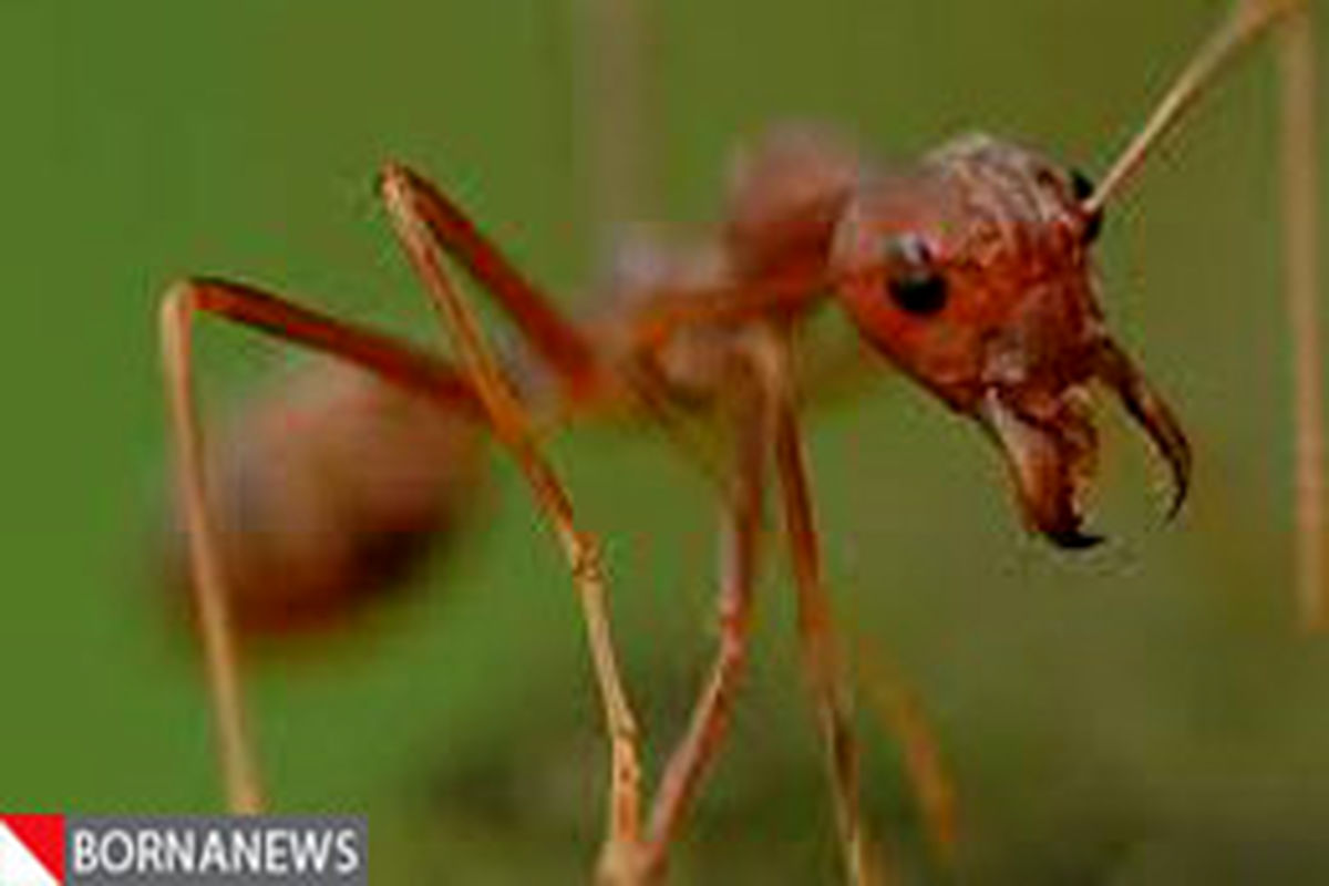 صورت عجیب و شگفت انگیز یک مورچه در زیر میکروسکوپ!+عکس