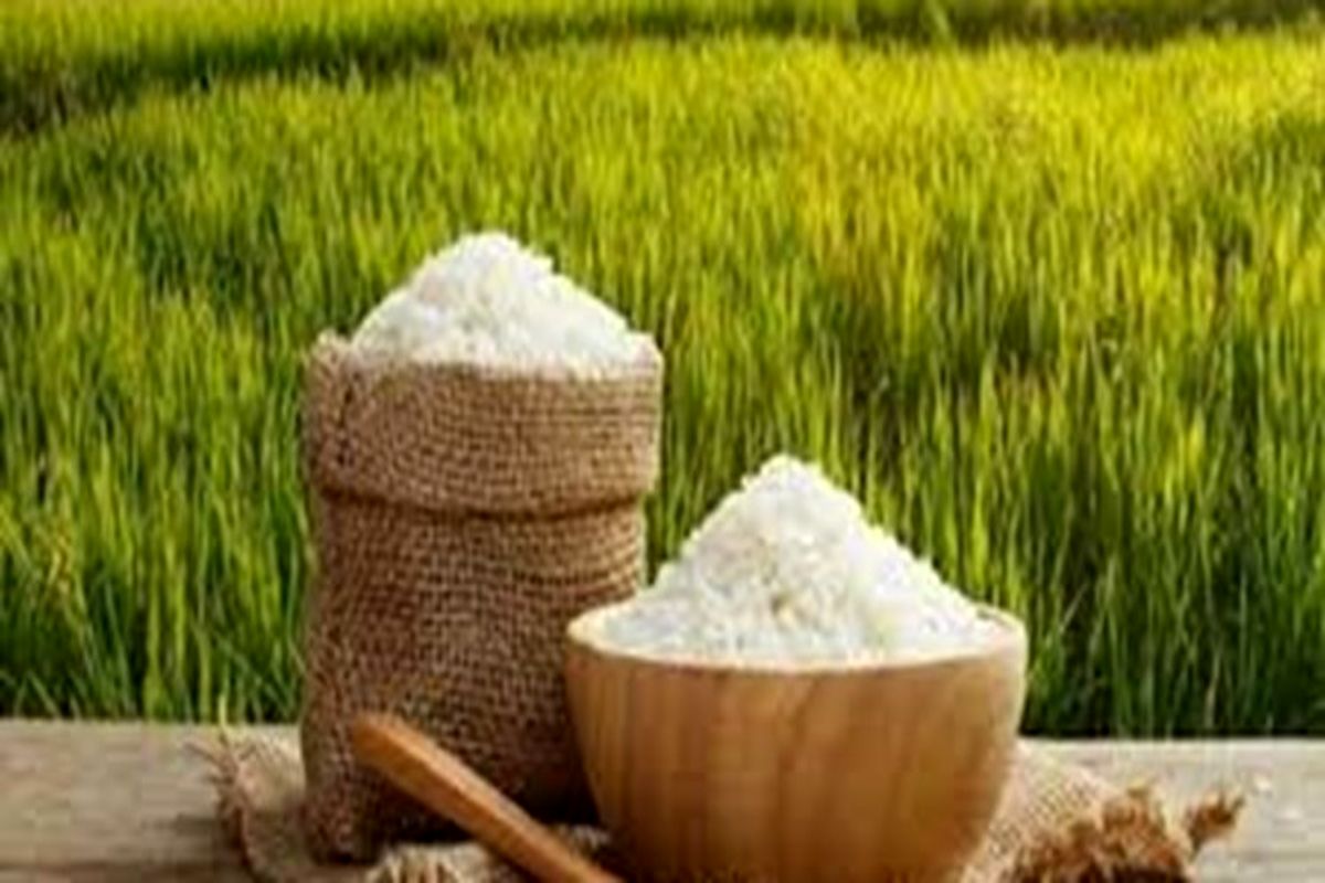 برداشت بیش از ۶٠٠تُن شلتوک برنج در ایرانشهر