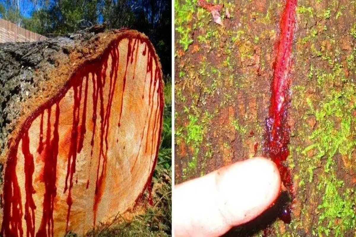 از این درخت عجیب ۵۰ میلیون سال است که خون می‌چکد+ عکس