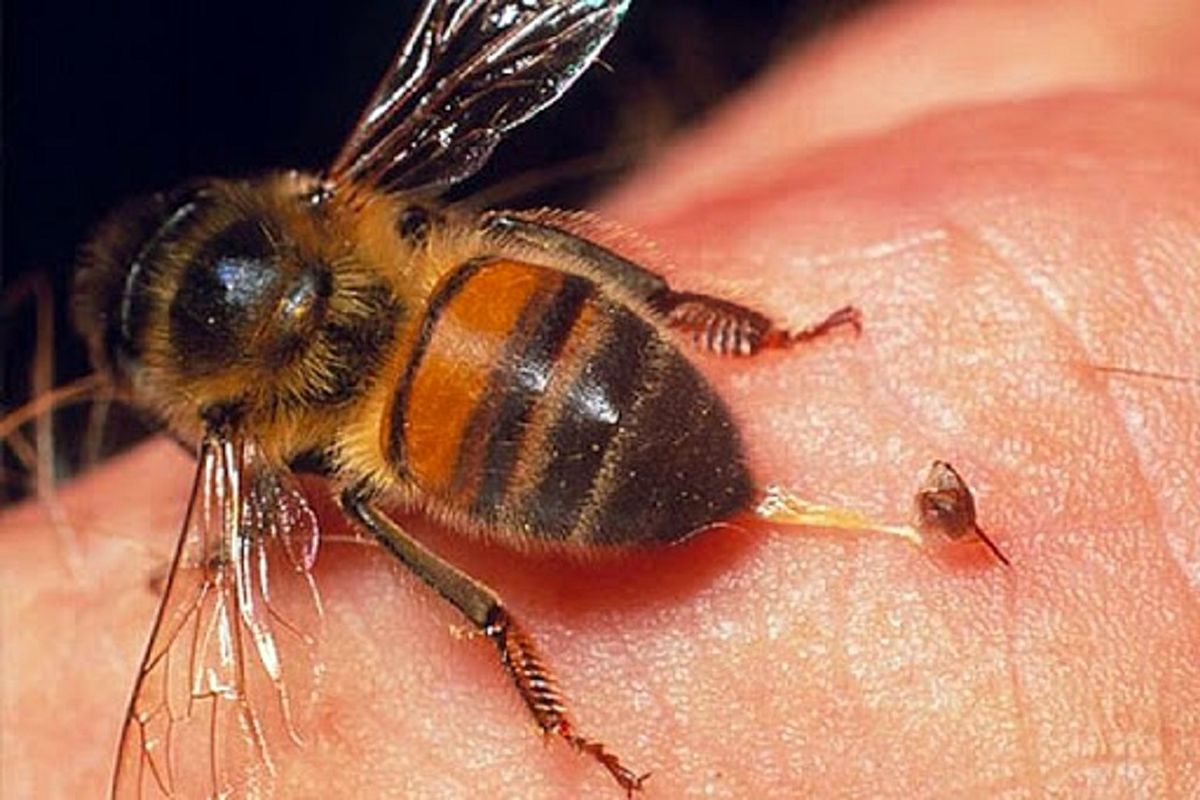 زنبورعسلی که به جای شهد، گوشت می‌خورد! + فیلم