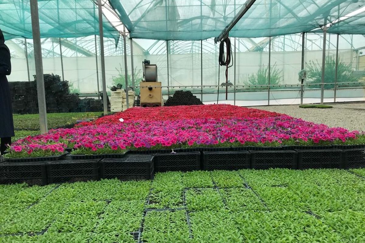 تولید ۶ میلیون عدد گل فصلی در سرخون بندرعباس
