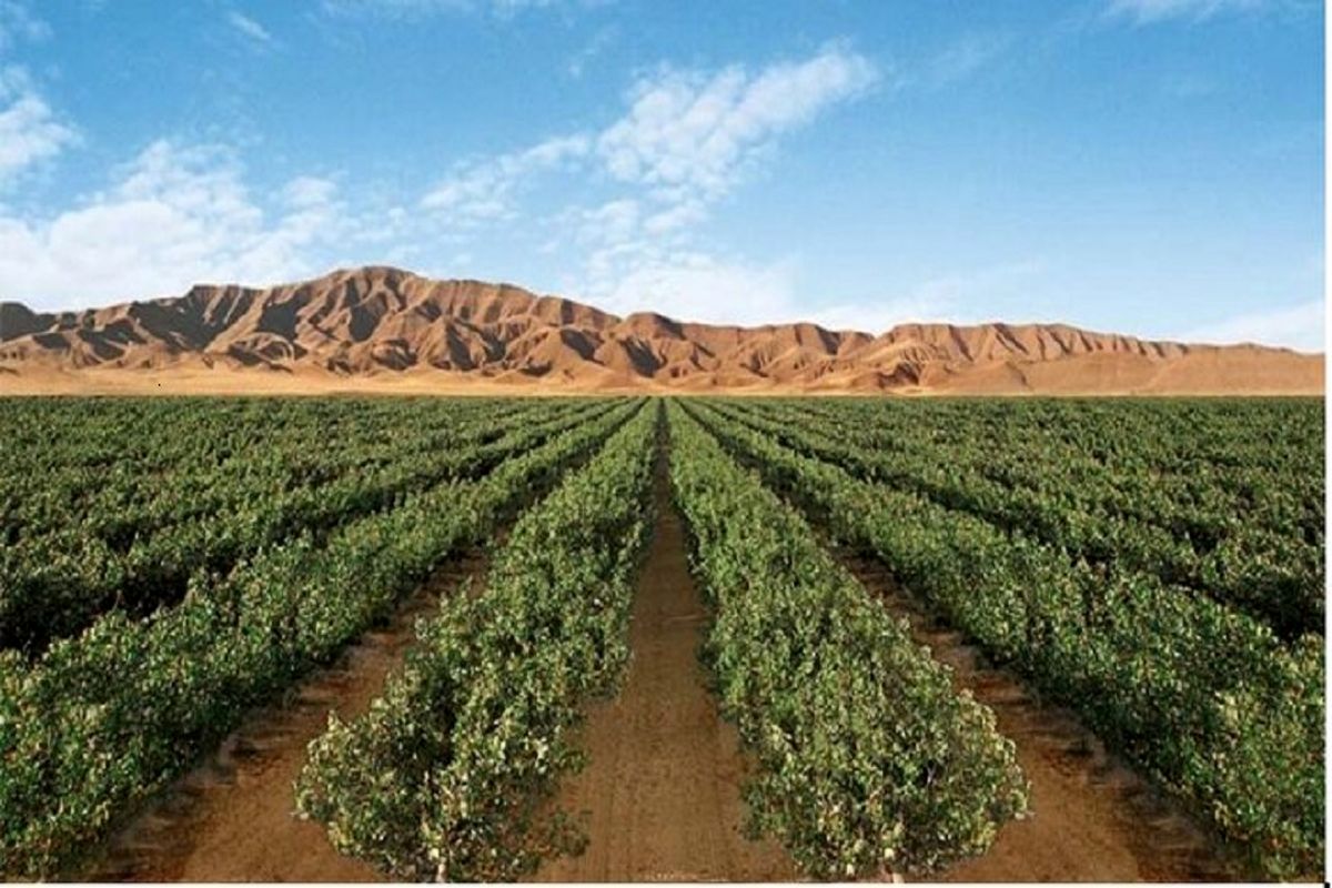 فرسوده شدن یک هزار هکتار از باغات کشت و صنعت مغان