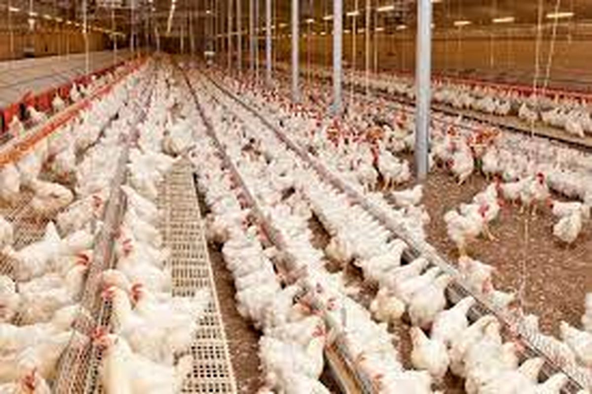 اعلام آمادگی شرکت پشتیبانی امور دام خراسان شمالی برای خرید مرغ های گرم تولیدی