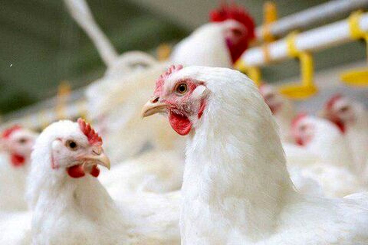 کاهش سایز مرغ در خوزستان مطابق با استانداردهای جهانی