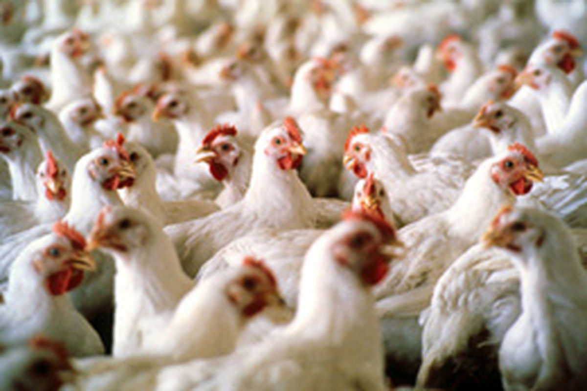 تولید ۲ میلیون ۶۵۰ هزار تن مرغ و صادرات ۱۸۰ هزار تن مرغ و تخم مرغ تا پایان سال جاری
