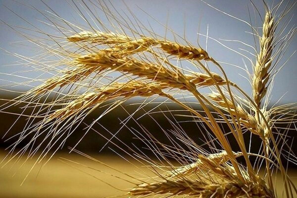 دهقان پور : کشت قراردادی گندم در فارس ۵ برابر افزایش داشته است