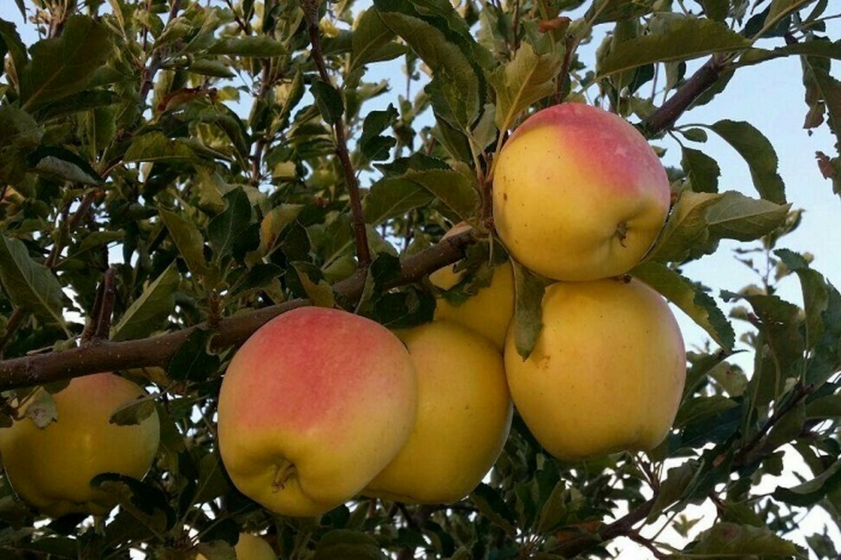 کاهش صادرات سیب آذربایجان غربی