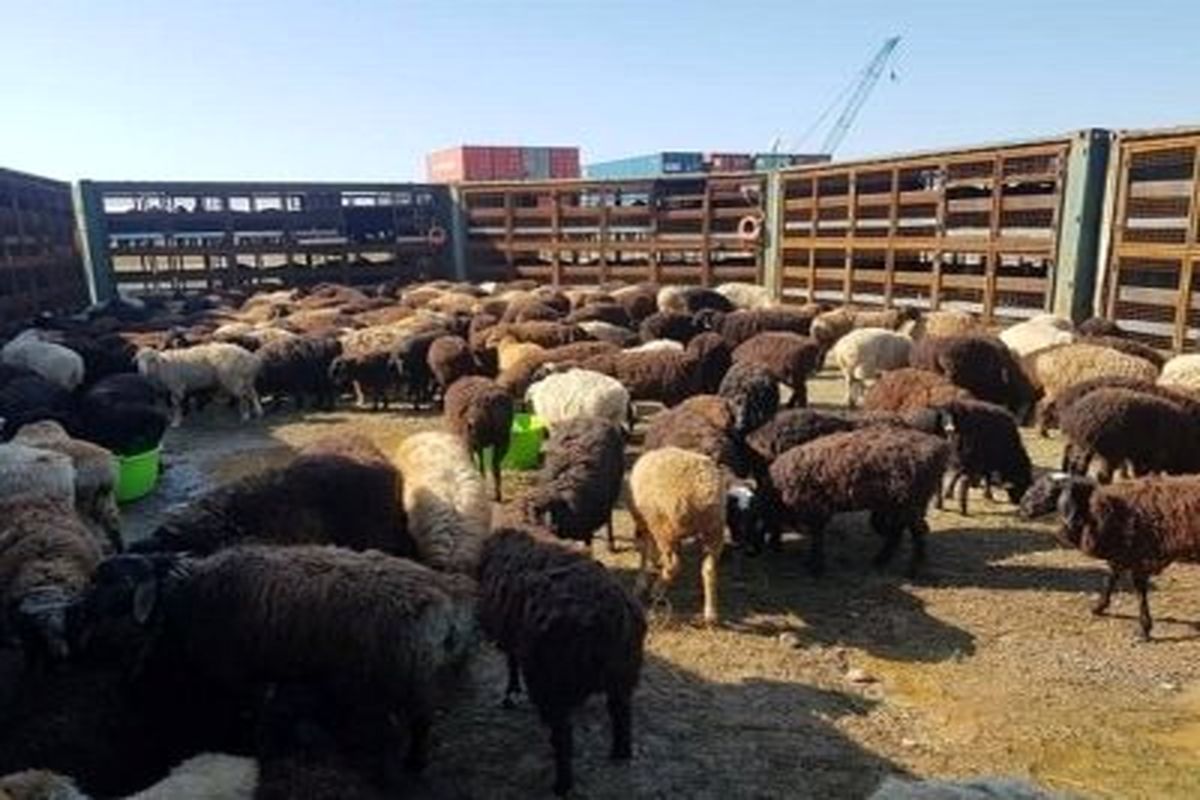 توصیه های دامپزشکی برای مقابله با بیماری‌های دامی در فصل سرما