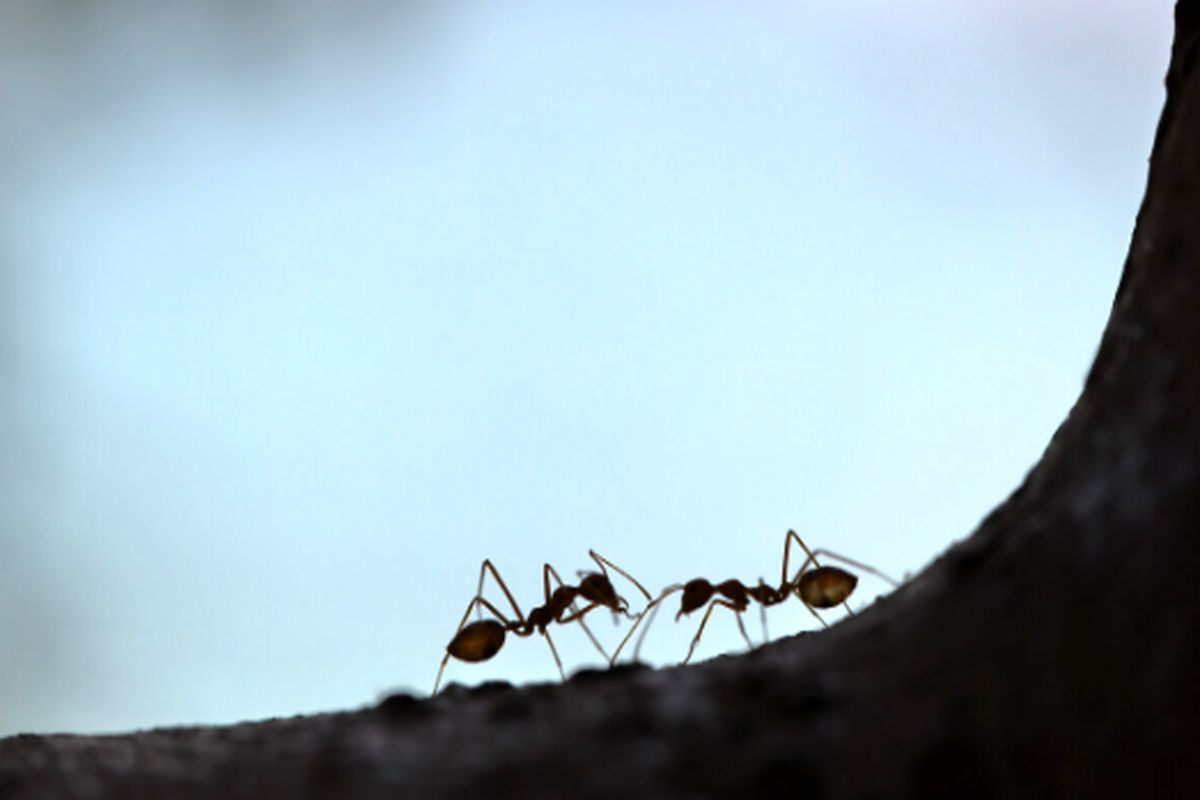 مورچه ها منبع الهام ساخت ربات های گروهی