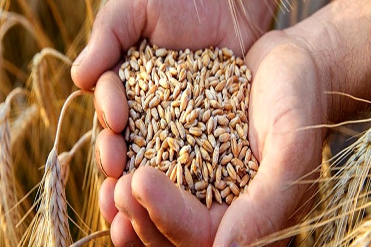 رتبه نخست کشت قراردادی گندم در سیستان و بلوچستان توسط گندمکاران دلگان