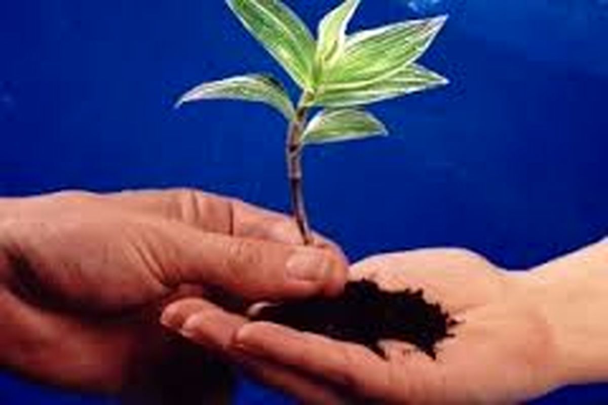 آغاز حمایت‌های مالی صنایع از طرح مردمی کاشت یک میلیارد درخت