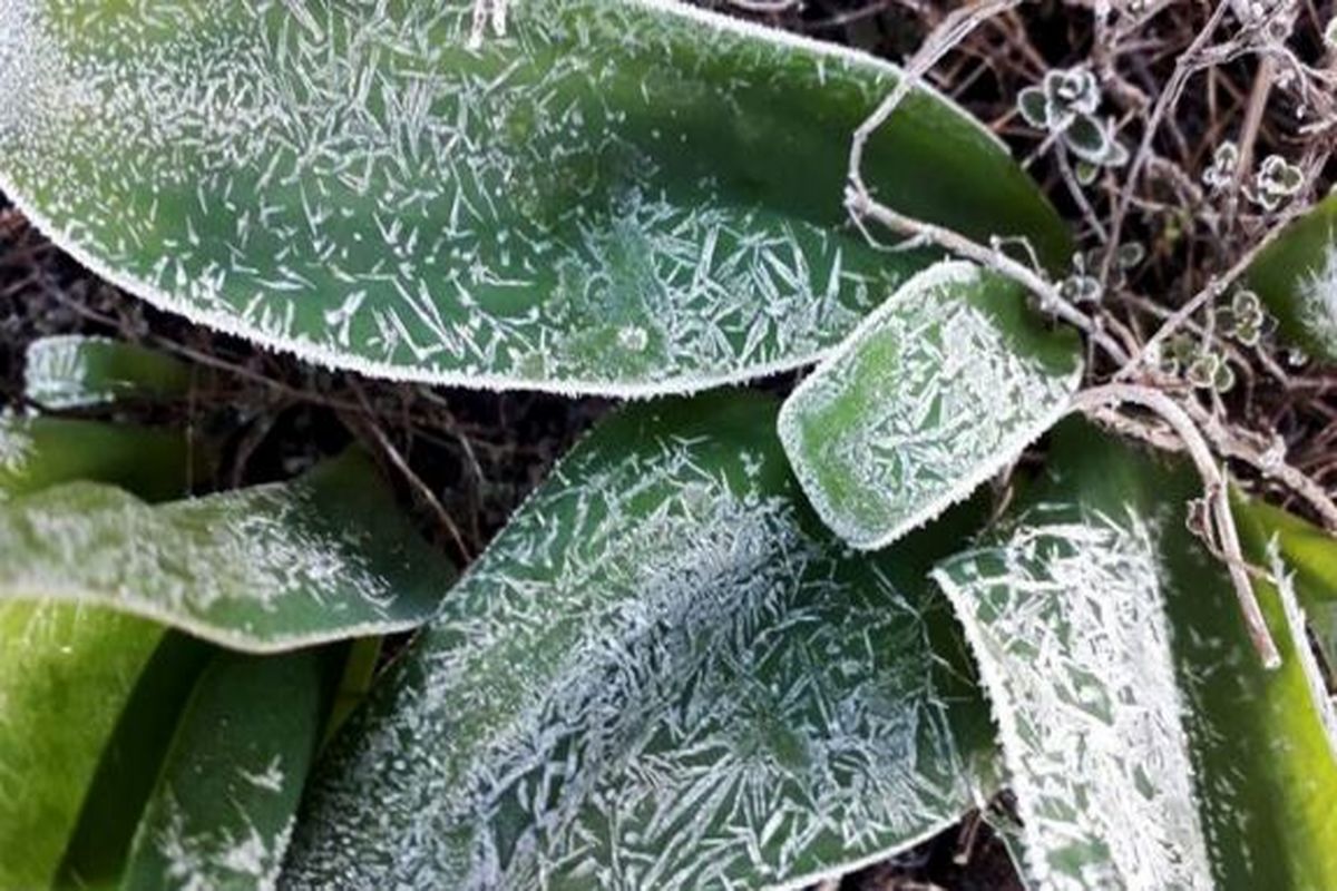 چرا یخ‌زدگی روی برخی گیاهان اثر مخربی ندارد؟