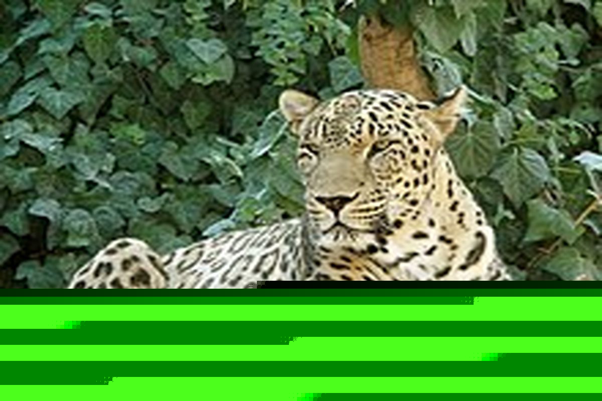 مشاهده یک قلاده پلنگ در ارتفاعات املش گیلان + فیلم