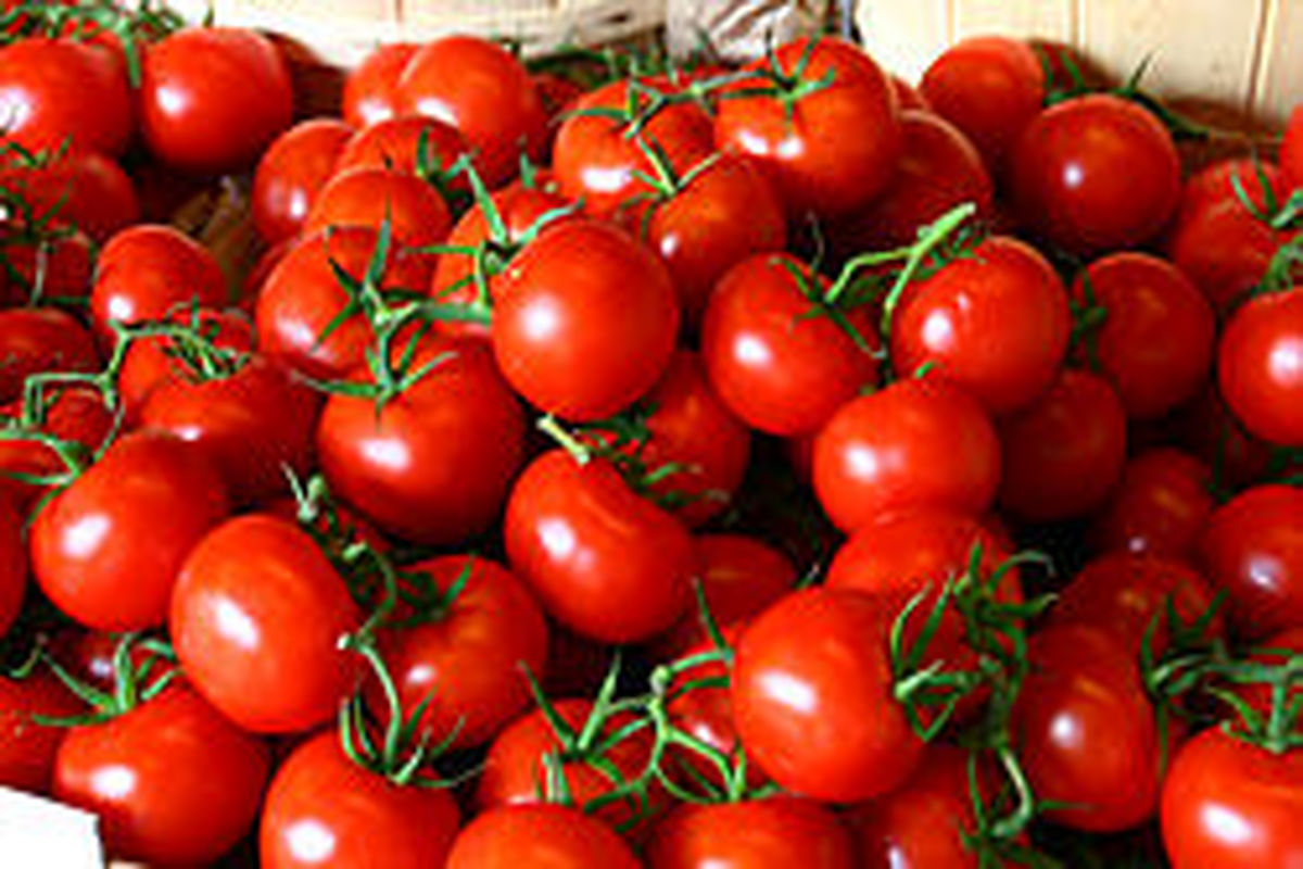 عوارض ۷۰ درصدی صادرات گوجه فرنگی ظرف ۲ روز لغو شد