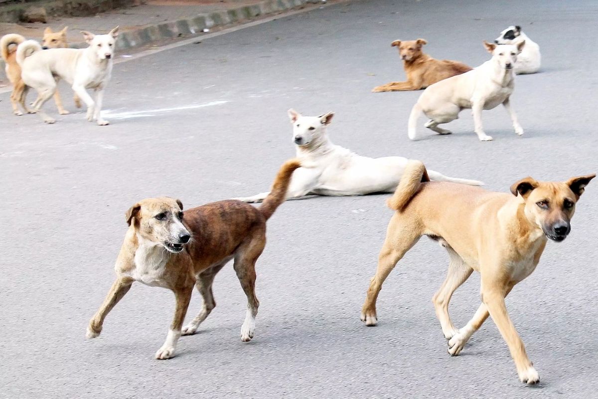 دلیل حضور پرشمار سگ ها در فضای شهری چیست؟