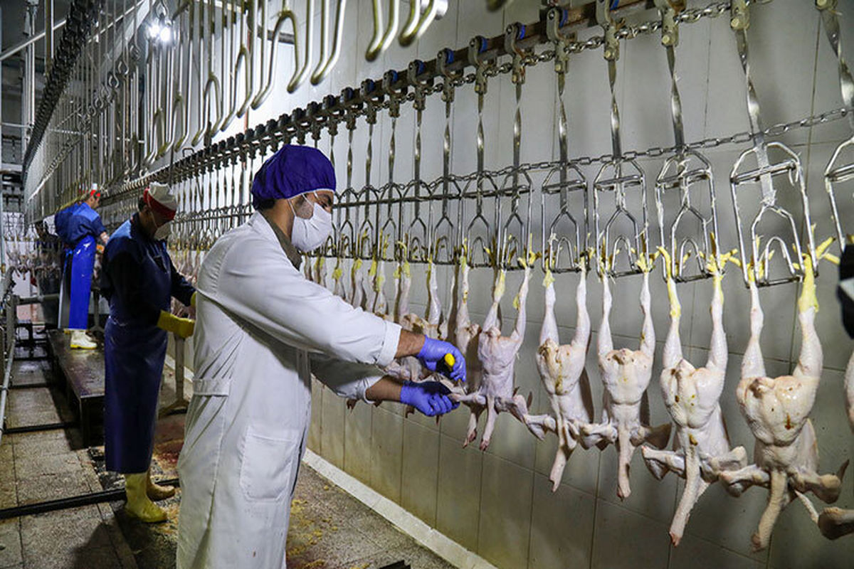 ۶۰۳ تن آلایش مرغی از استان مرکزی صادر شد