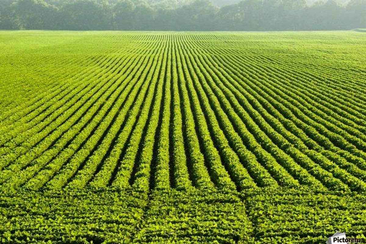 رشد ۱۲ درصدی صدور اسناد مالکیت اراضی کشاورزی