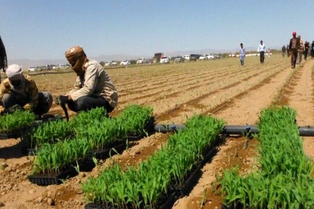 کشت بیش از ۸۰ درصد مزارع سبزی و صیفی استان قزوین به روش نشایی