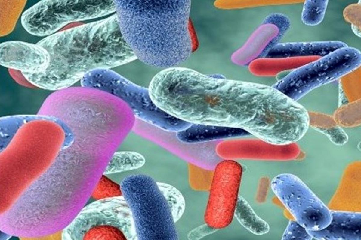 میکروبیوم‌های روده چه می کنند؟