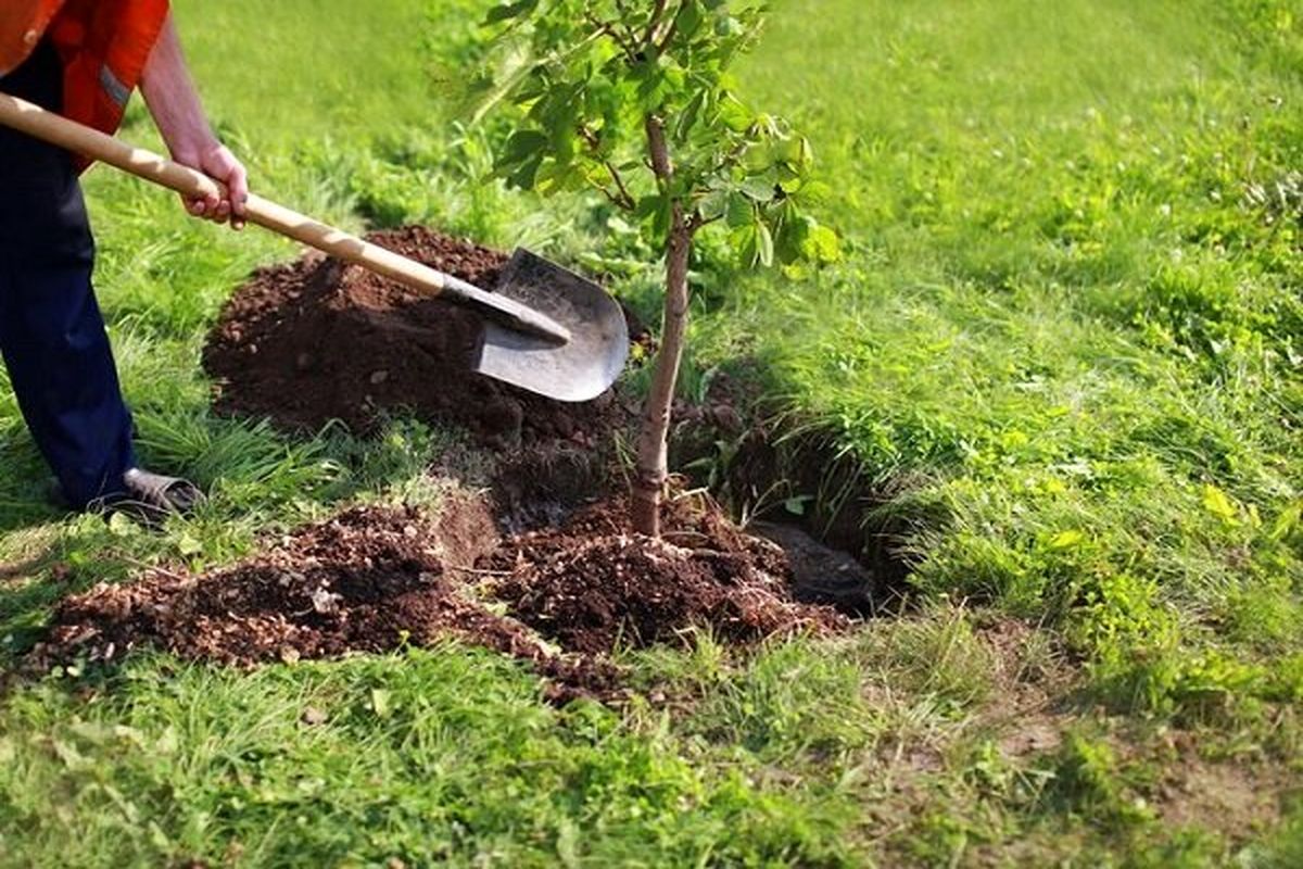 سلاجقه: مشارکت مردم در کاشت یک میلیارد اصله درخت لازم است