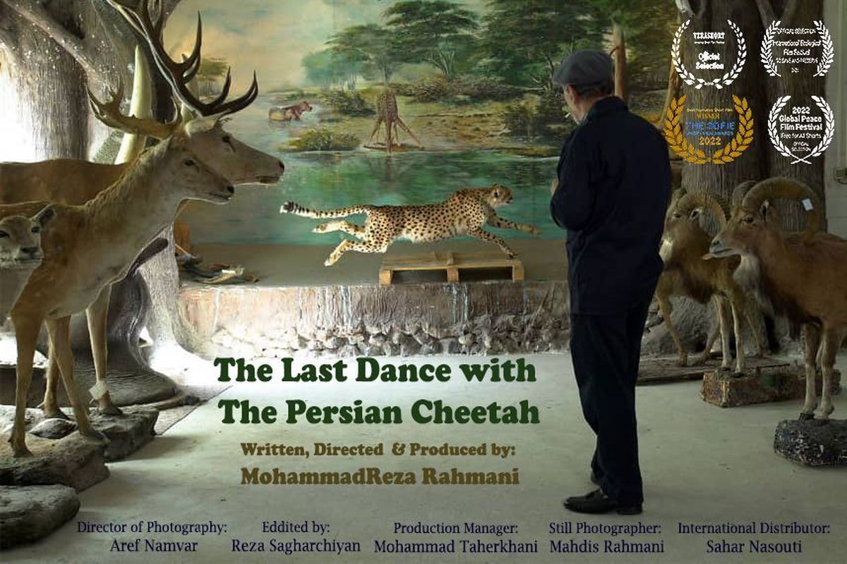 فیلم کوتاه «آخرین رقص با یوزپلنگ ایرانی»