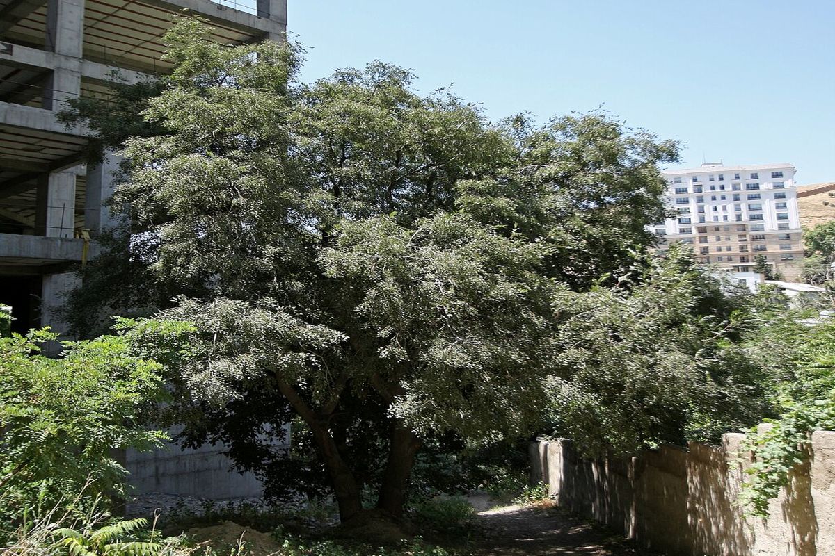 راز و رمز خواندنی یک درخت کهن در تهران