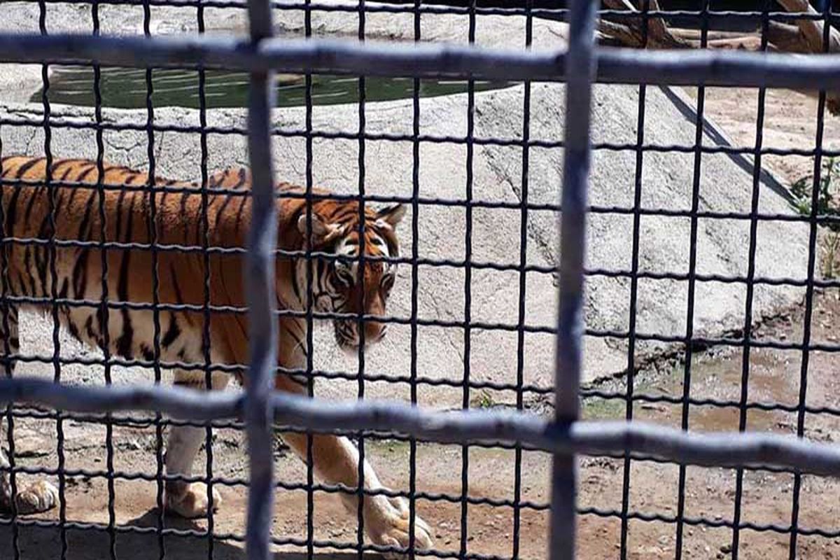 ممنوعیت بازدید از باغ وحش صفا دشت تا اطلاع ثانوی