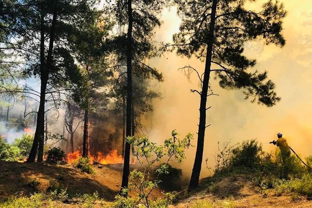 آتش سوزی مناطق جنگلی گیلان به دلیل وزش باد گرم