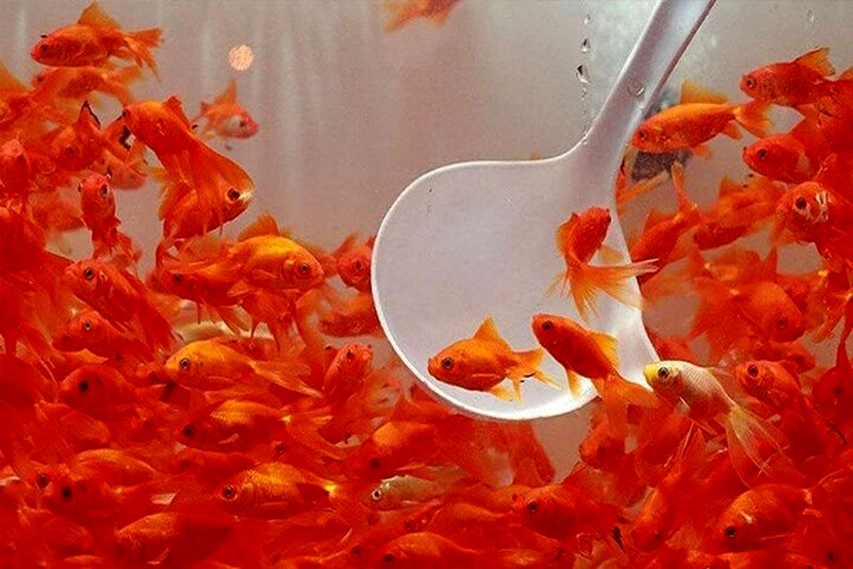 تولید سالیانه ۹۰ میلیون ماهی قرمز در کشور