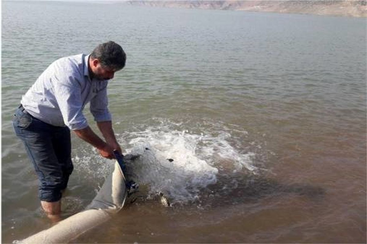 رهاسازی ۳۵۰ هزار قطعه بچه ماهی در سد شهید عباسپور اندیکا