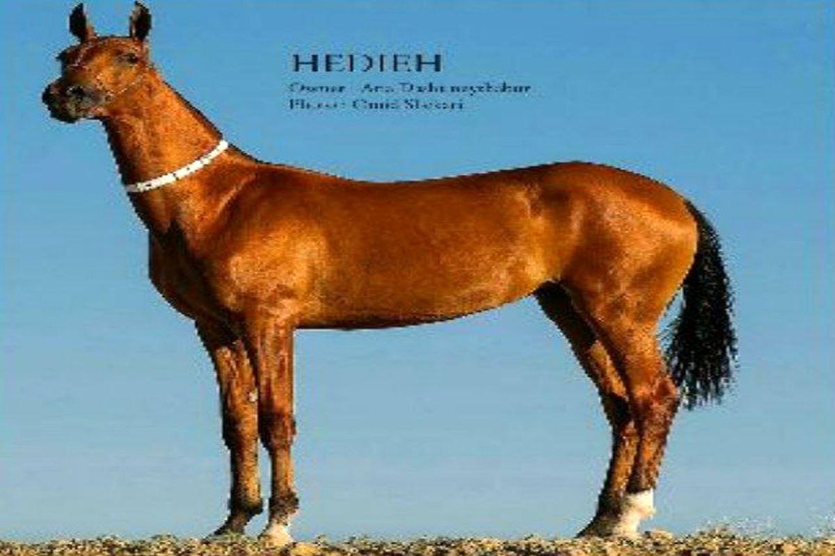 جشنواره زیبایی اسب اصیل ترکمن در نیشابور برگزار می‌شود