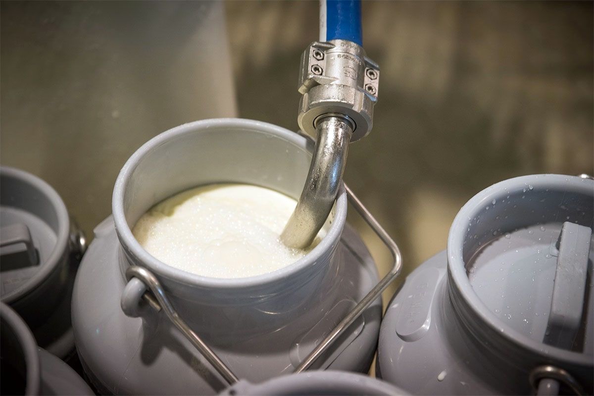 شیر خام مازاد دامداران خریداری می شود/ واردات نهاده دامی در ازای صادرات شیر خشک و دام زنده