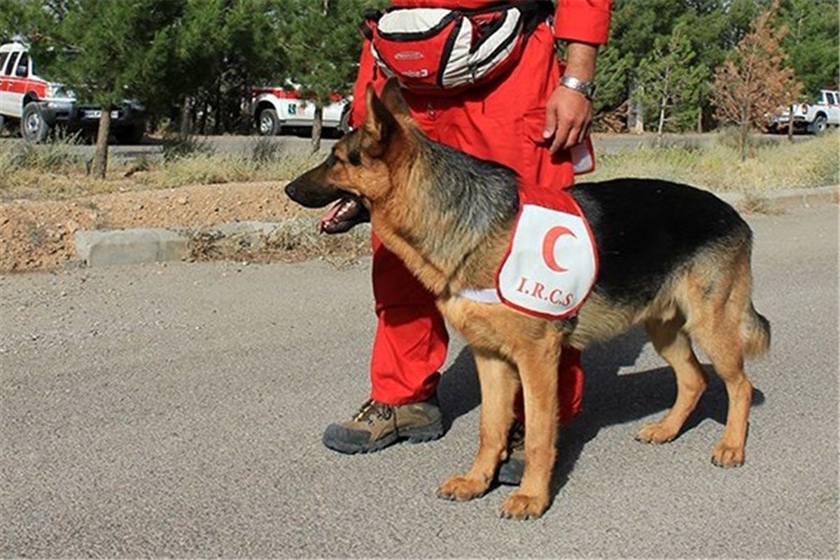 برگزاری ۲ دوره بین المللی سگ های زنده یاب هلال احمر در کشور
