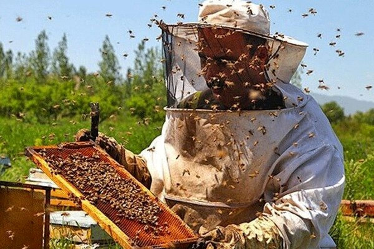 ایران، هاب زنبورداری در منطقه می‌شود