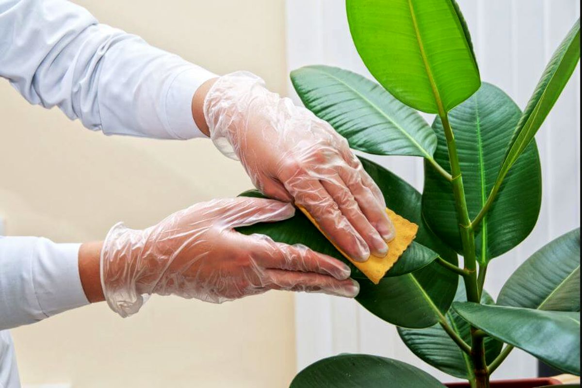 آیا واقعا گیاهان هم ناقل ویروس کرونا هستند؟