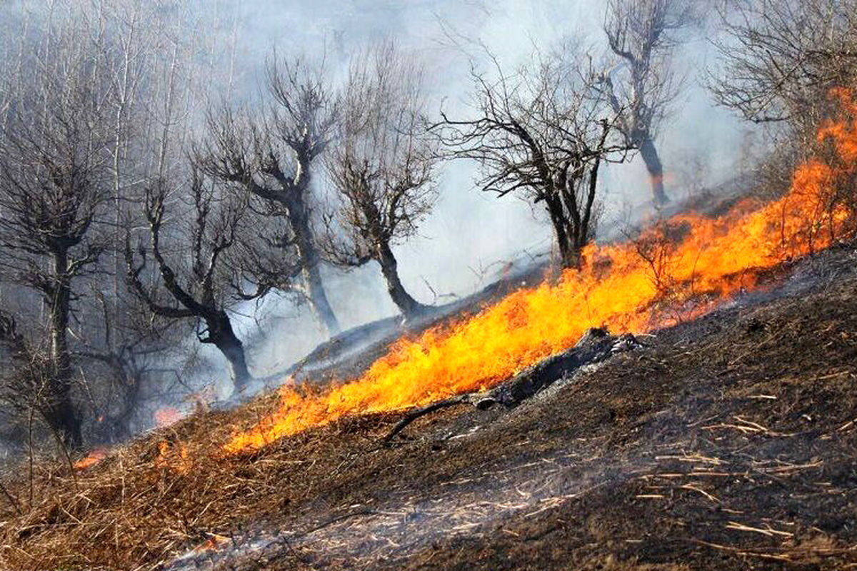 سوختن بخشی از جنگل‌های دز در آتش