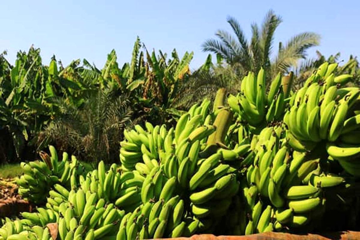 برداشت ۵۰ هزار تن موز از باغات سیستان و بلوچستان