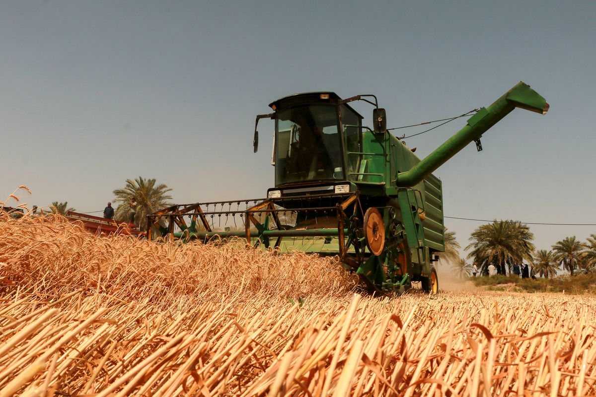 پیش بینی تولید ۸ میلیون تن گندم دیم در سال جاری/ گام بلند وزارت کشاورزی دولت سیزدهم برای خودکفایی