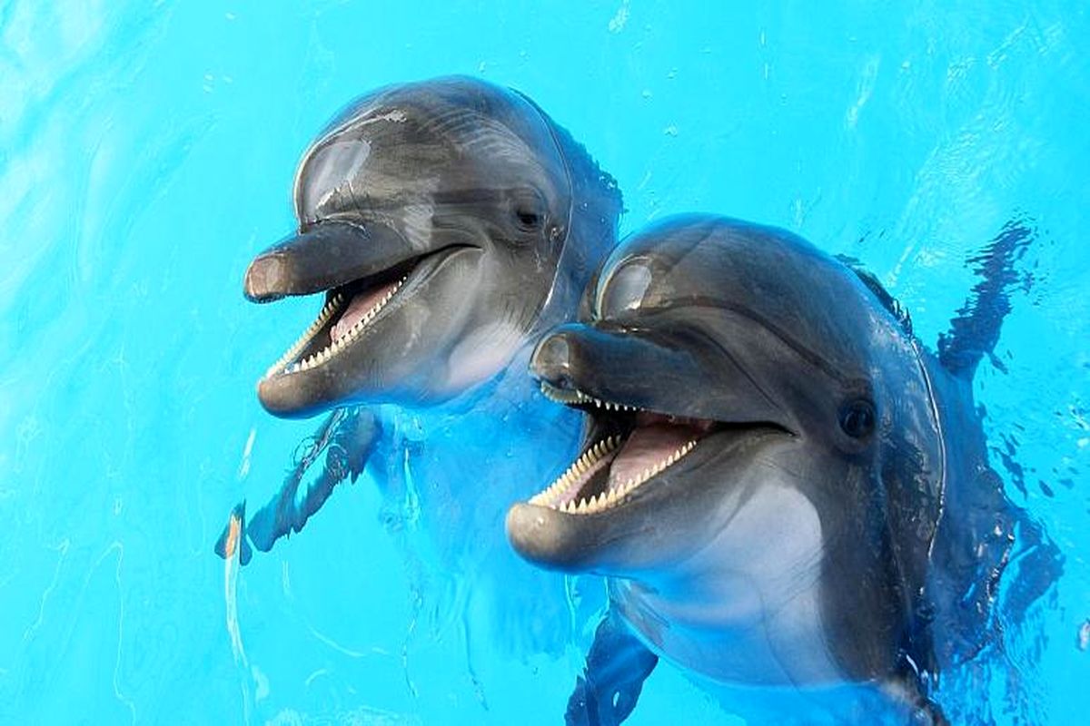 دلفین‌ها اعضای فامیل خود را چطور می‌شناسند