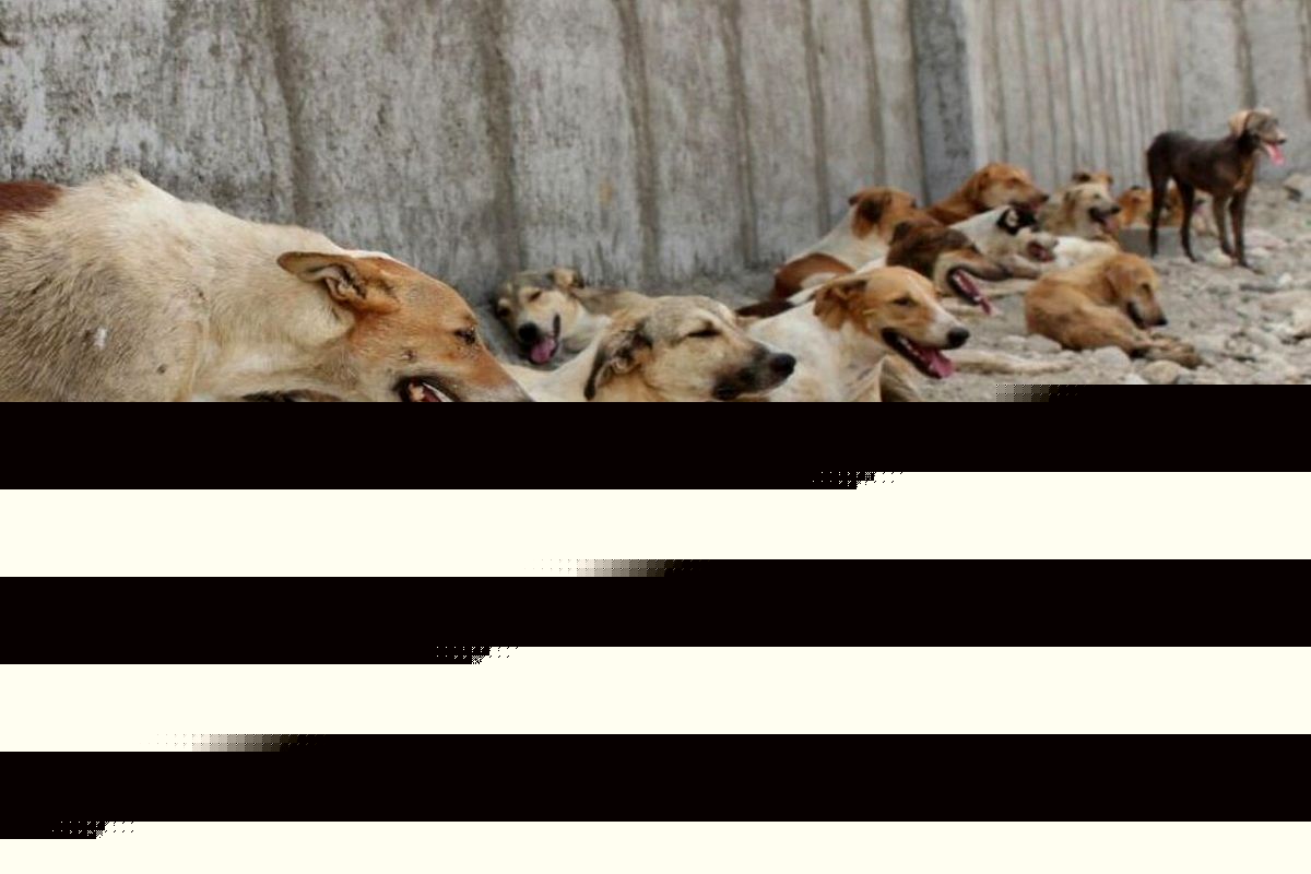 راه‌حل معضل سگ‌های ولگرد مرگ با داروی خواب‌آور است/ سالانه ۵۰ میلیون سگ در آمریکا کشته می‌شوند