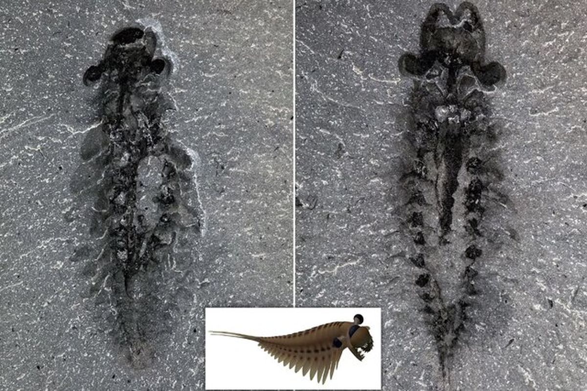 کشف فسیل عجیب از یک موجود سه چشم!+عکس