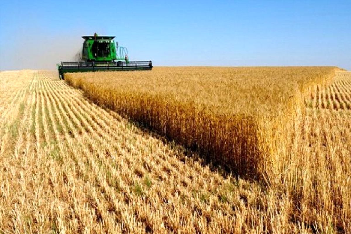 گندم­کاران، ایران را از واردات گندم بی نیاز می‌­کنند