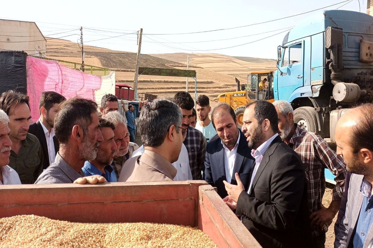 خرید ۸۷هزار تن گندم از کشاورزان استان اردبیل